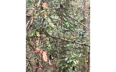 LOT47 Trenton Terrace, Fort White, FL 32038 - photo 5