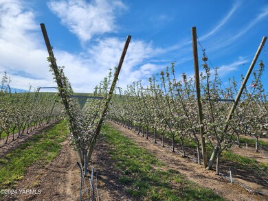 Orchard