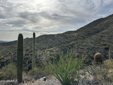 006_Desert Vegetation