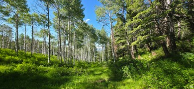 meadow on the left, Pines leading up the mtn on the right.