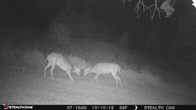 Trail Cam