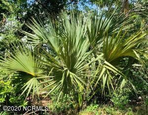 Kinnakeetpalm