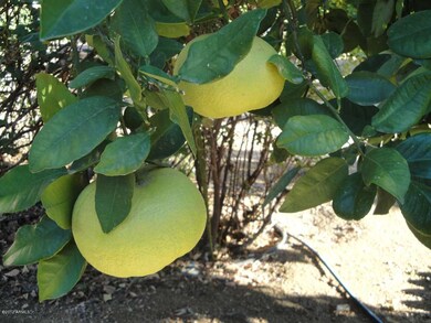 Just some of the citrus