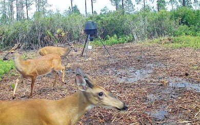 0 County Line & Prine unit 121576, Lee, FL 32059 - photo 4