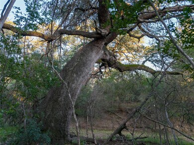 View of tree filled area