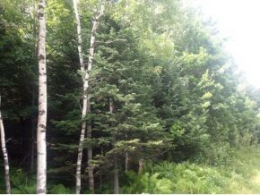 49.5 Deer Run, Bethlehem, NH 03574 - photo 6