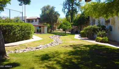 Shaded Trees