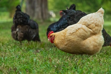 657 Brock Rd, Chickamauga, GA 30707 - photo 3