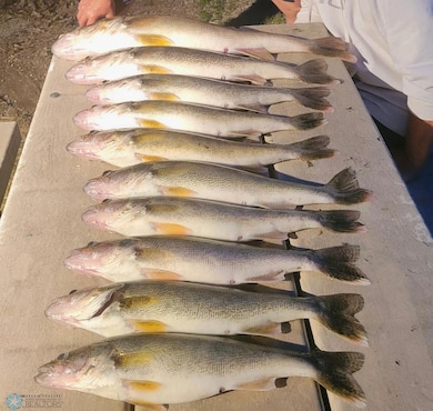 walleye.jpg