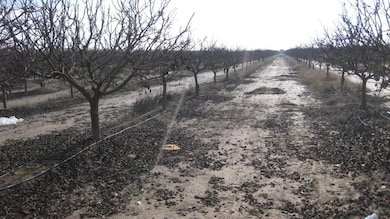 9999 Avenue 384, Dinuba, CA 93618 - photo 4