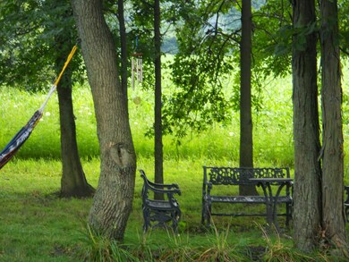 Lower Brook green summer backyard