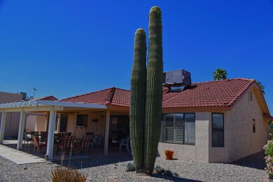 TRUE ARIZONA CACTUS