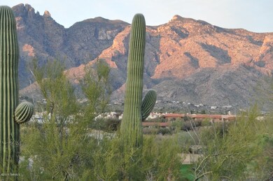 Saguaro Cactus plus a view!
