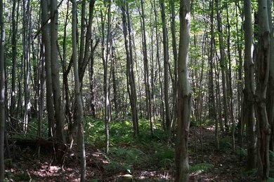 Much of the forest is young and easily cleared