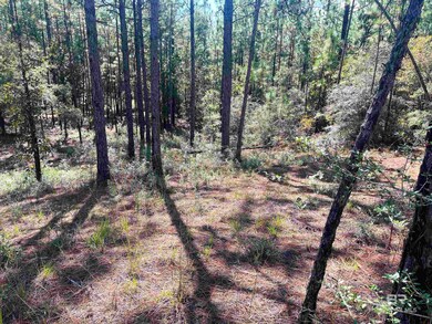 View of local wilderness