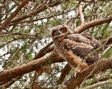 92 Oakleaf Way, Palm Coast, FL 32137 - photo 7