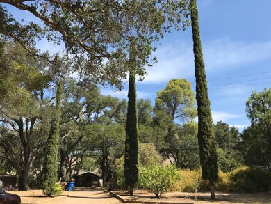 3 Cypress trees at entry