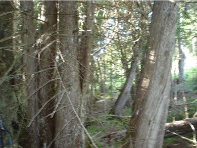 0 Corner of Long Pond & Blk Fly Blvd unit 4392747, Westmore, VT 05871 - photo 7