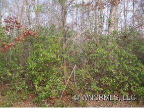 Mountain Laurel