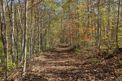 Tract 7 Sheep Ranch Rd, Robbins, TN 37852 - photo 7