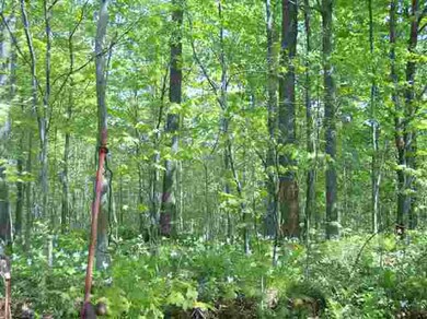 39.5 ON State Highway 52, Aniwa, WI 54408 - photo 3