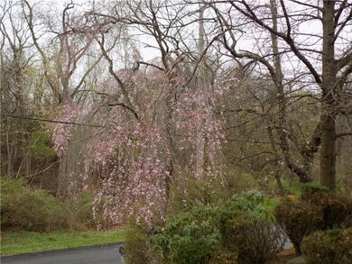 Weeping Cherry Tree in front yard blooms in the Sp