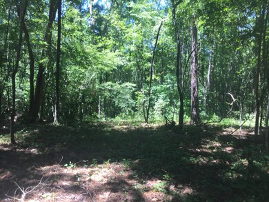 Woods view 2