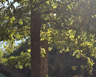 View through the  Trees