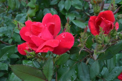 Roses