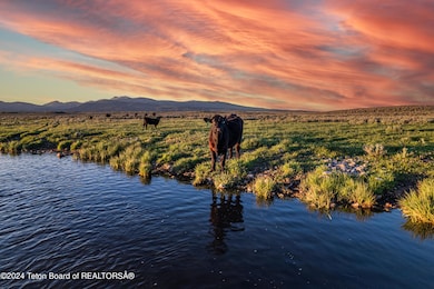 Cattle on the Banks of Ice House Creek