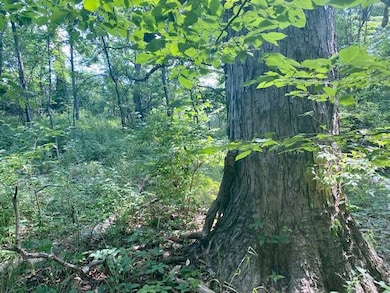 S SD State Route 103, Rushville, IL 62681 - photo 6