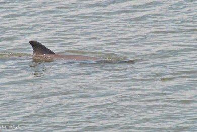 Dolphins in the Lagoon.JPG