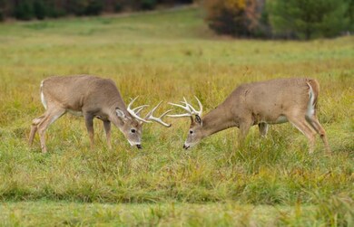 battlefield bucksfightinging in the rut
