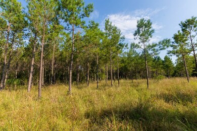 107540 County Road 037, Jasper, TX 75951 - photo 4