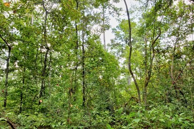 TBD Cr 751, Douglass, TX 75961 - photo 6