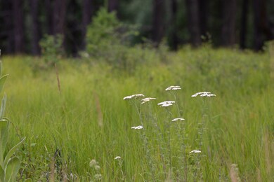 185 Rosewood Ln unit Lot 14, Whitefish, MT 59937 - photo 3