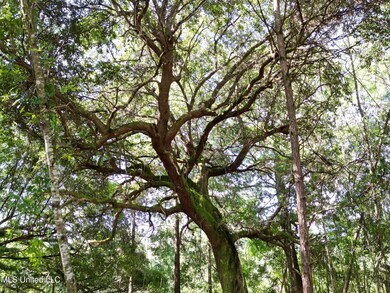 Live oaks
