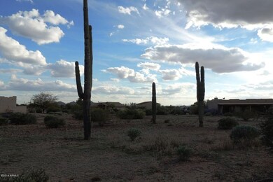 5TH  -  Nice Saguaros