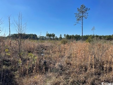 View of local wilderness