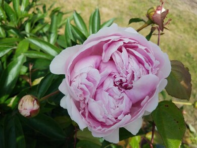 Peonies