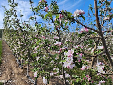 Apple Blooms