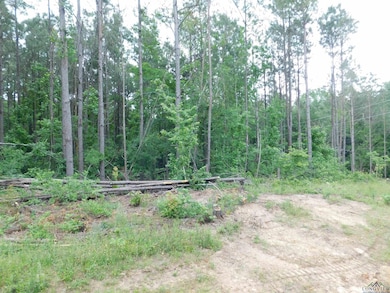 View of nature with a view of trees