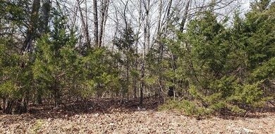 000 Hoot Owl Point, Ruth B Rural Township, MO 65686 - photo 3