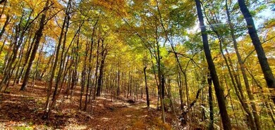 128 McClarity Fork Rd Pound Fork Rd, Branchland, WV 25506 - photo 7