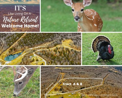 Table Rock Lake Acreage