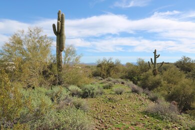 Saguaros on Prop