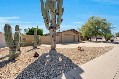 4 Saguaros!