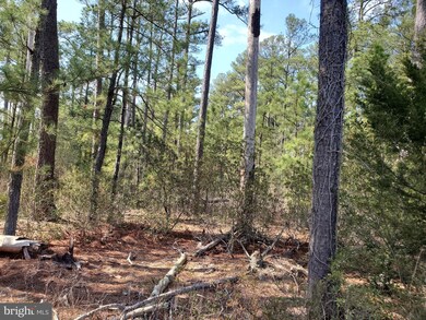 4908 David Greene Rd, Cambridge, MD 21613 - photo 6