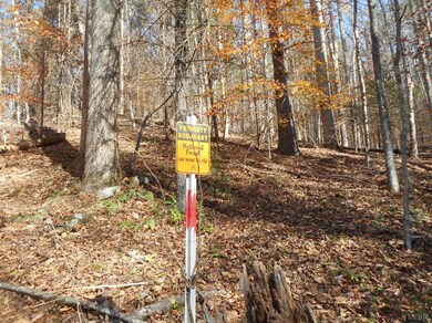 591 Pedlar River Rd, Vesuvius, VA 24483 - photo 3