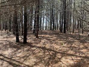 View of local wilderness